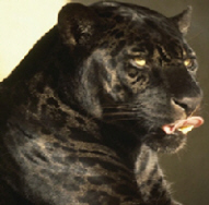 Black Jaguar